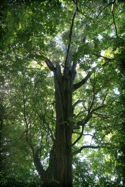 Arborist Consultation