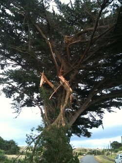 Fixing Storm Damaged Trees