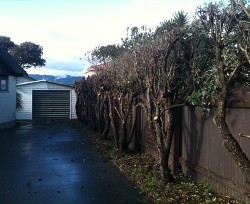 Pruning Hedges