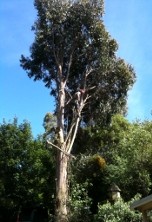 Tree Felling 2