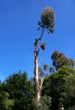 Tree Felling 3