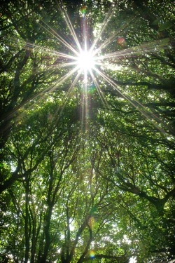 Trained qualified arborist