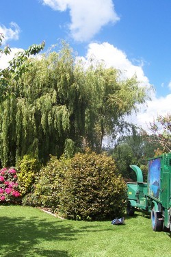 Tree pruning and maintenance