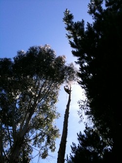 Tree Surgeons at Work