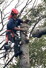 Tree Surgeons 1