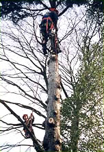 Tree Surgeons 3